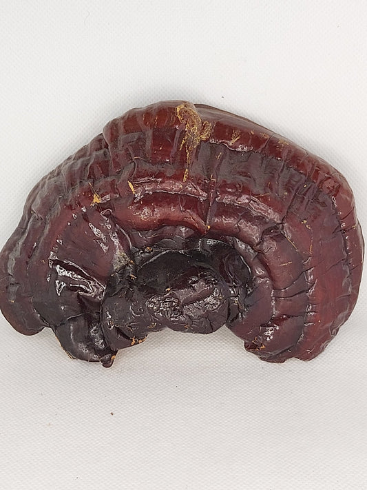 Harnessing the Power of Reishi Mushroom Tincture: Unlocking Its Health Benefits
