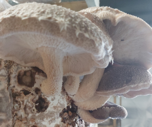 Exploring the Benefits of Shiitake Mushroom Tincture: A Natural Health Elixir