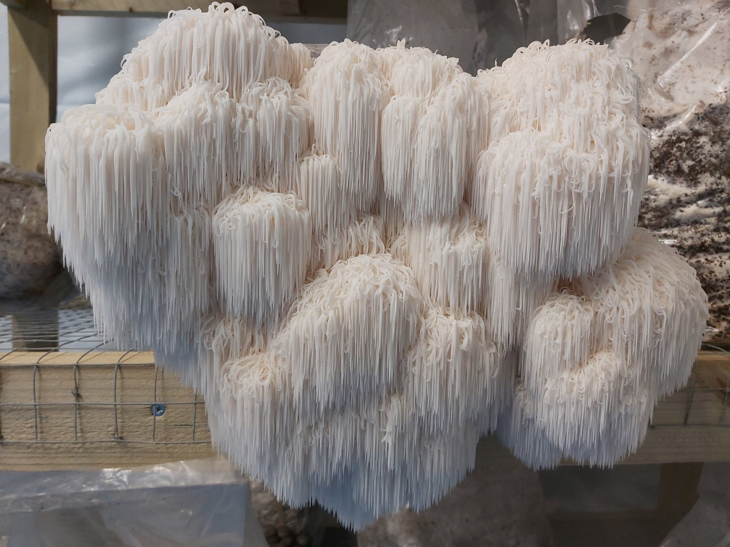 Lions Mane (Wholesale)