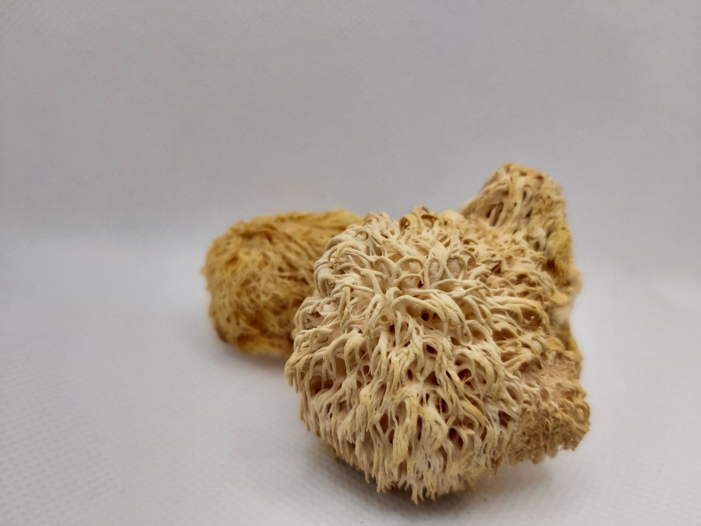 Dried Lions Mane Mushroom (Wholesale)