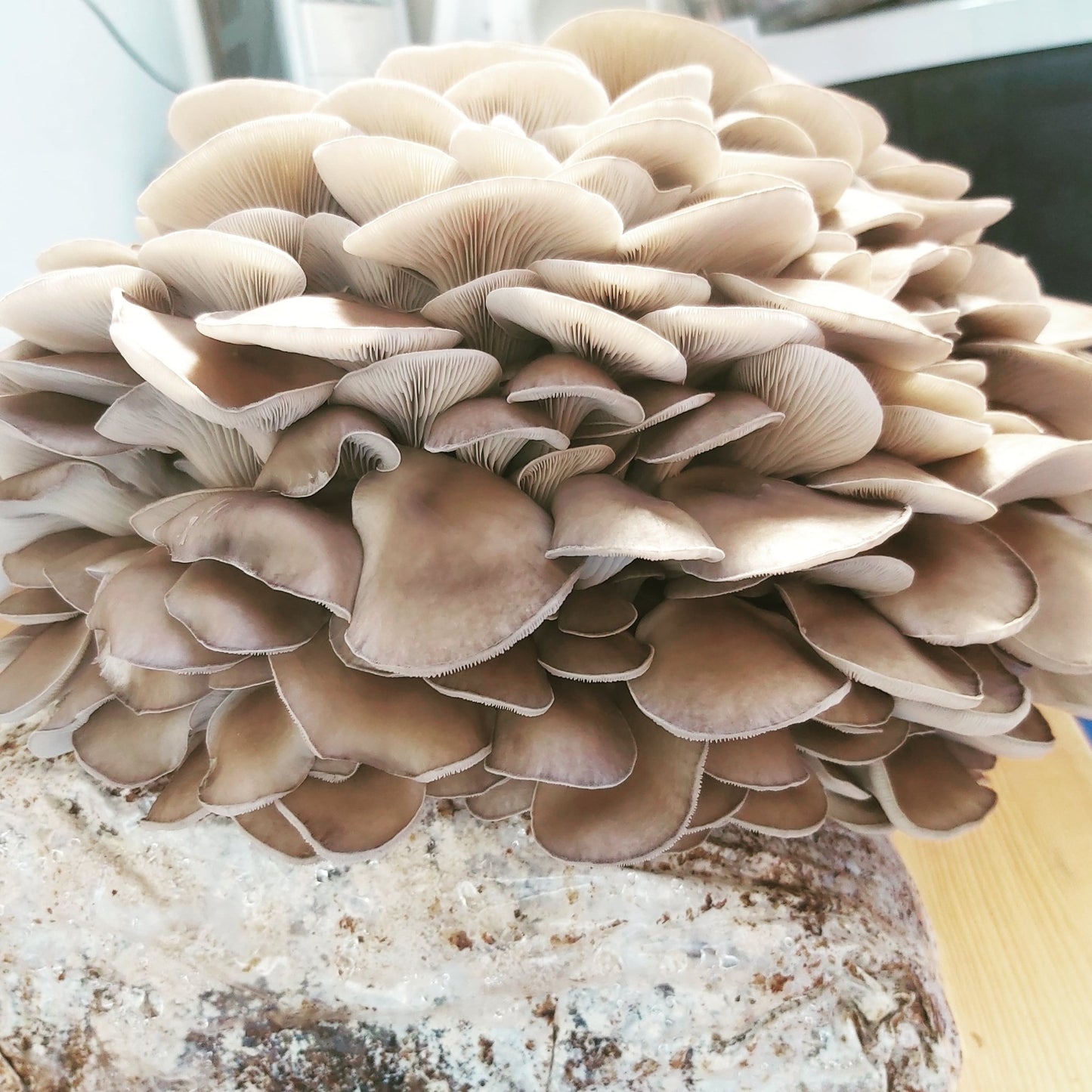 Oysters (Wholesale)