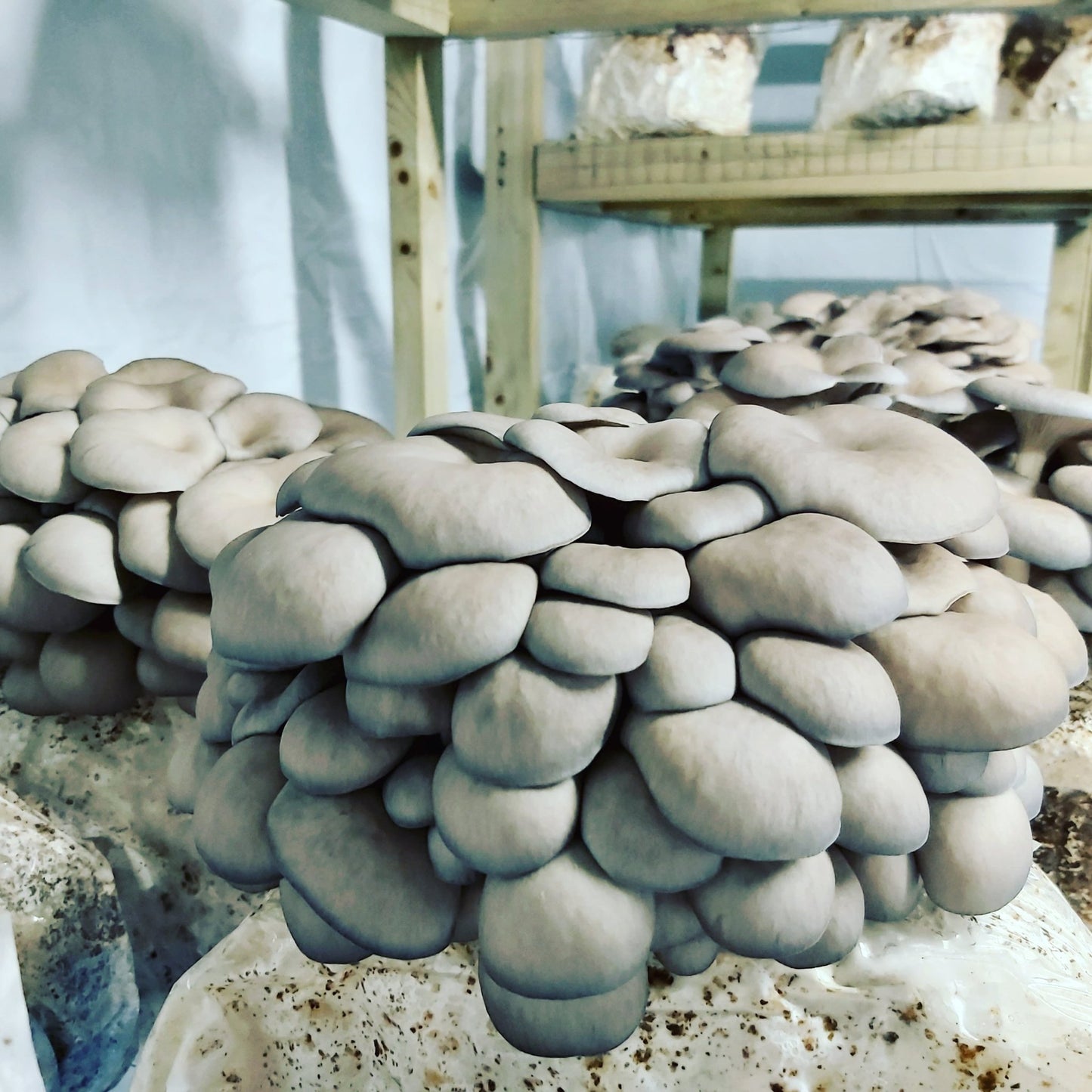Oysters (Wholesale)