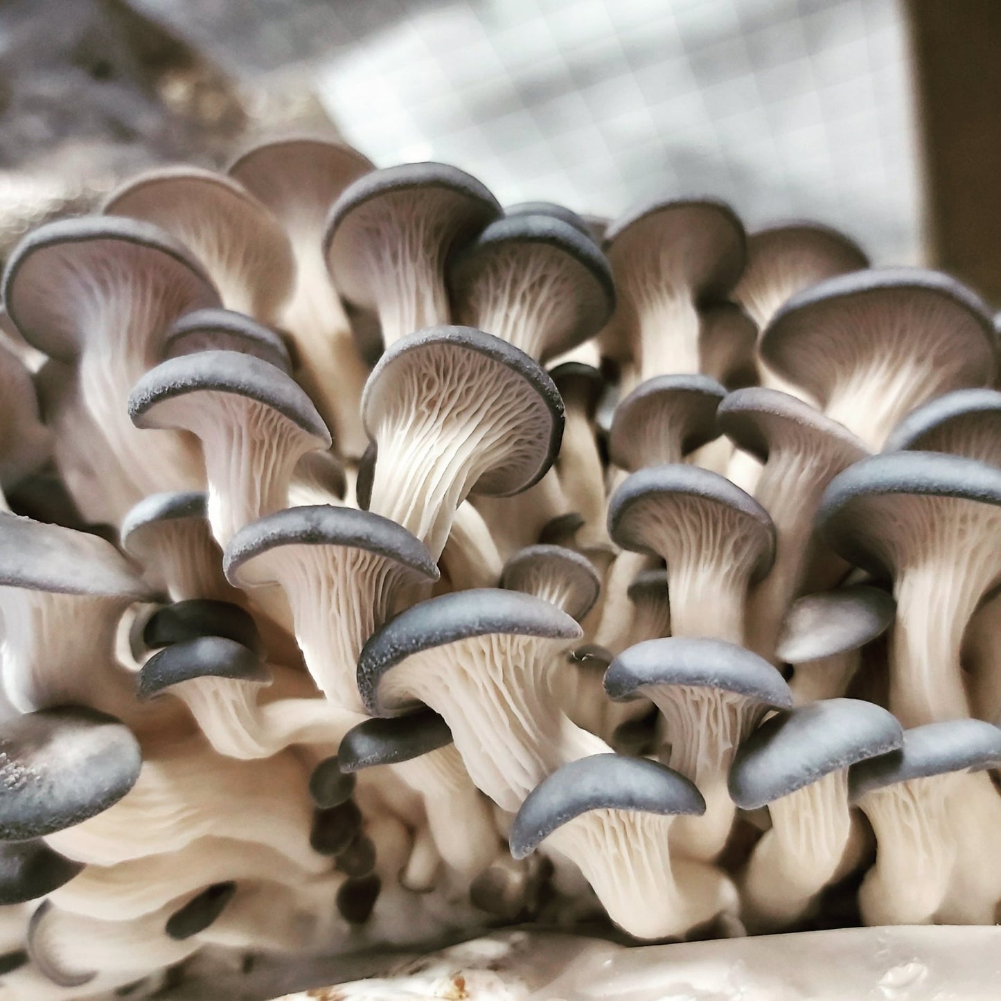 Oysters (Wholesale)
