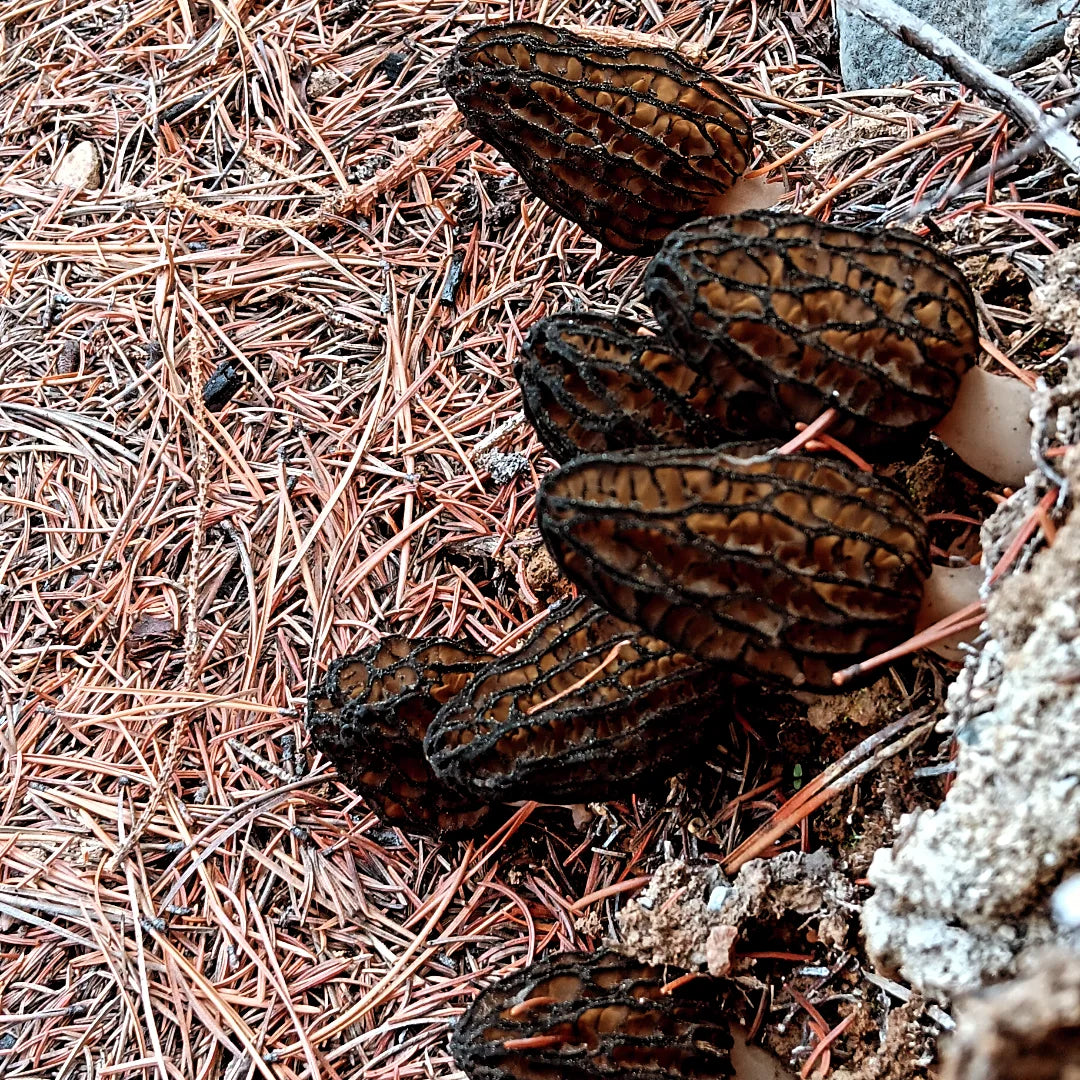 Dried Wild Morels
