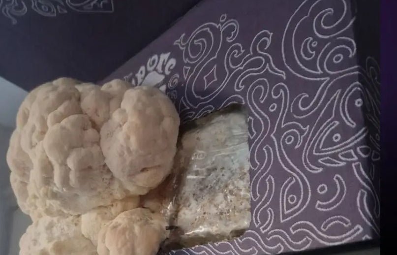 Lions Mane Growkit