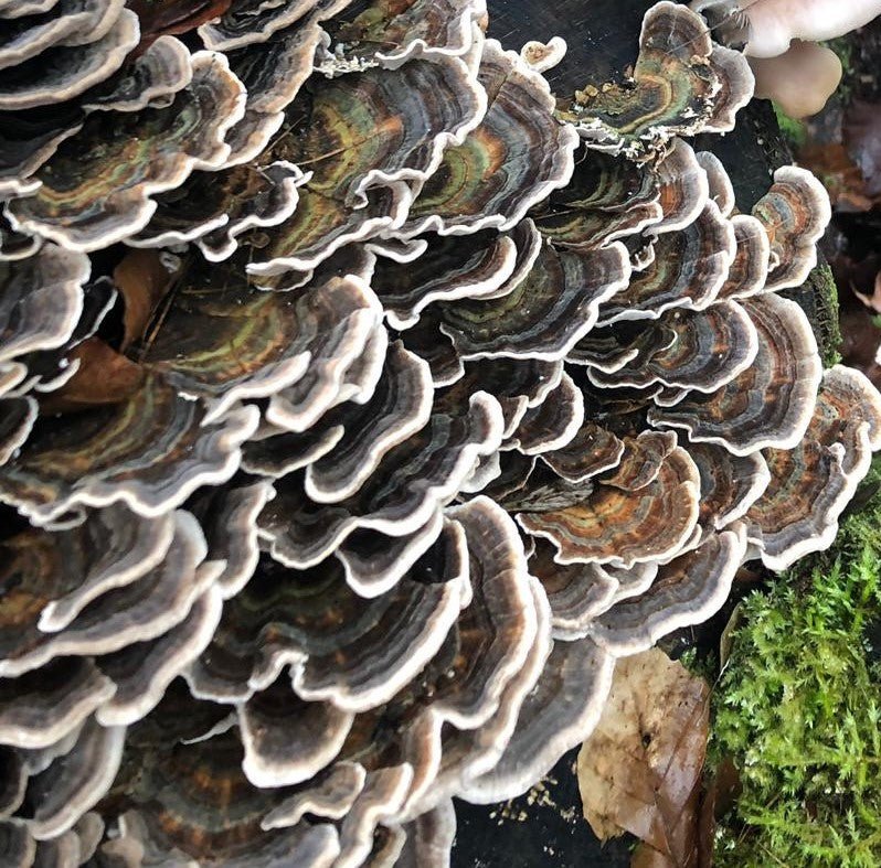 Turkey Tail Mushroom Tincture (25ml)