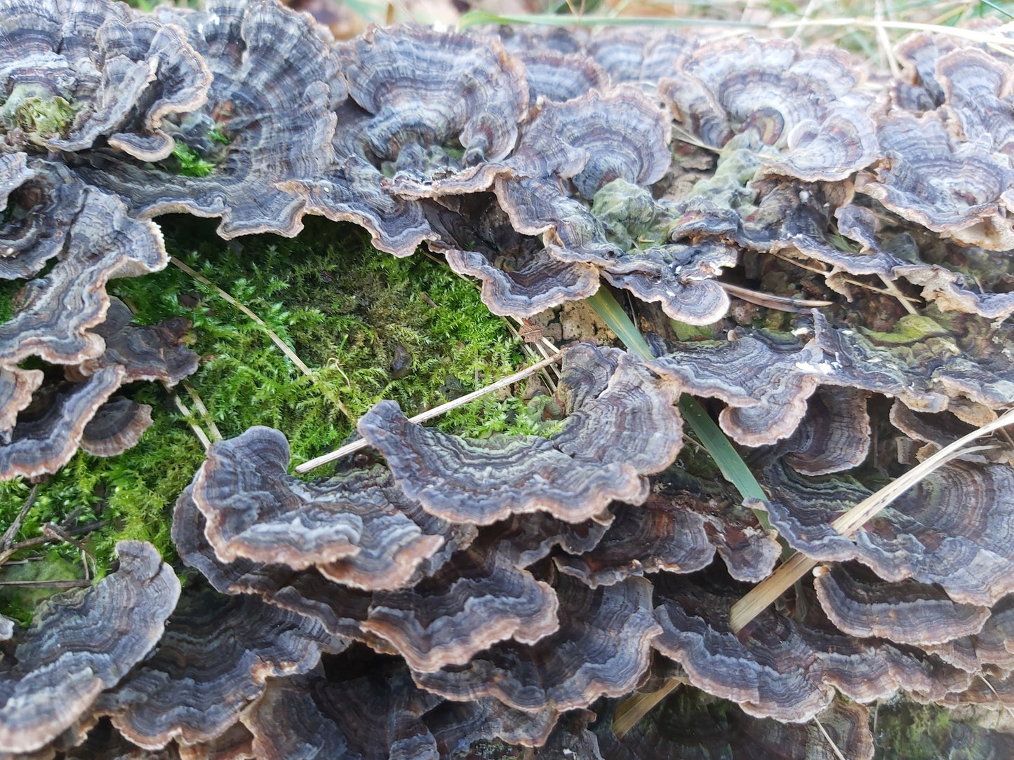 Turkey Tail Mushrooms
