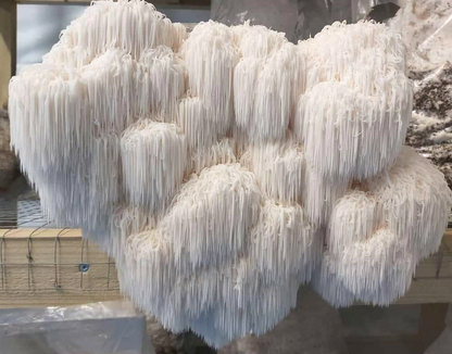 Lions Mane Extract Mycelium