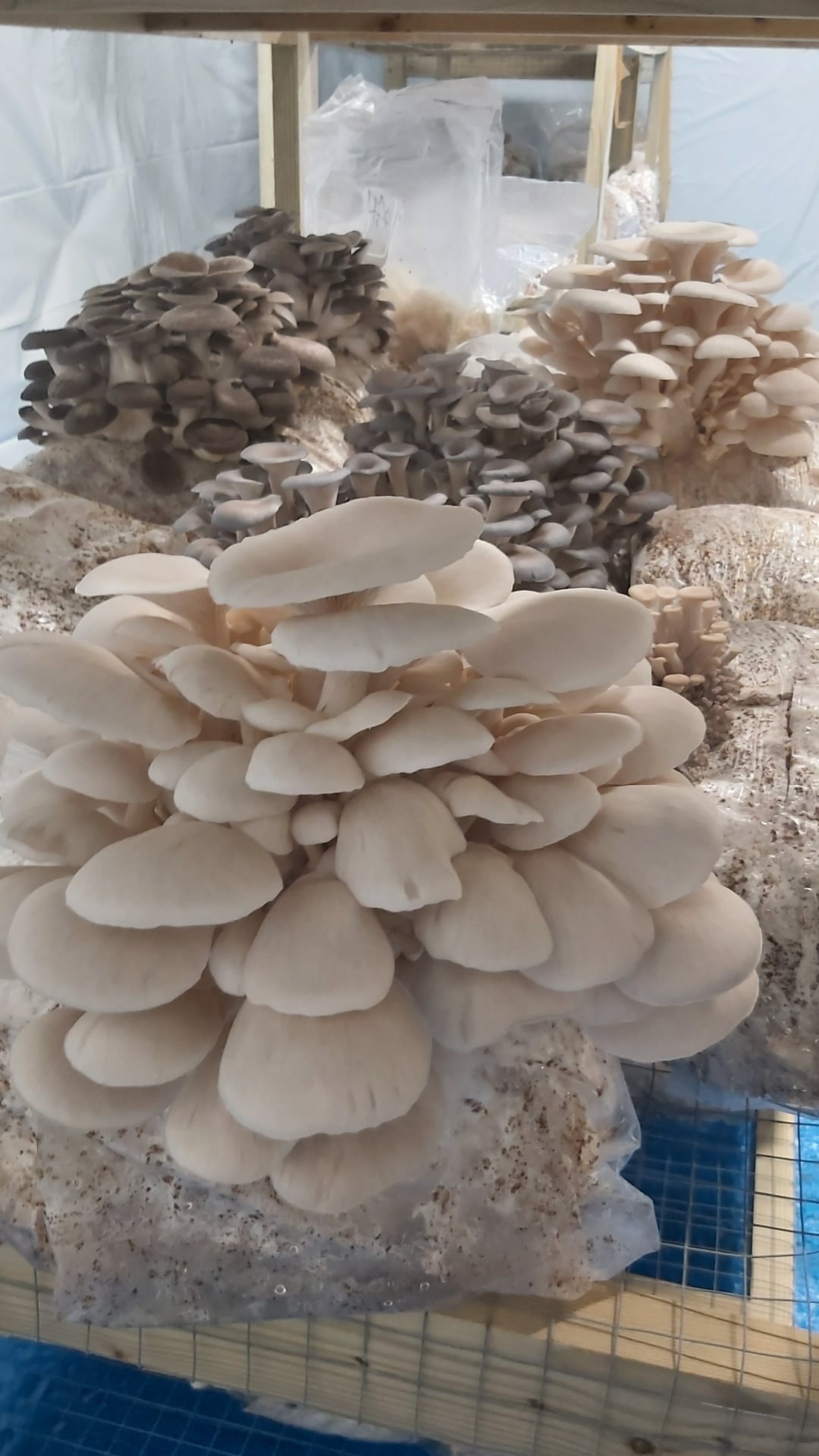 Oysters (Wholesale)