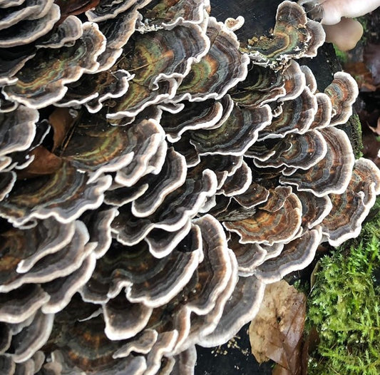 Turkey Tail Mushrooms
