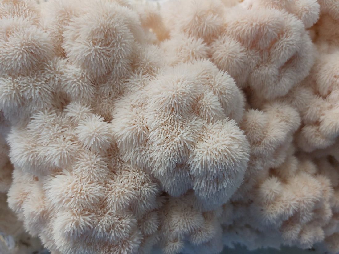 Lions Mane Mushroom: The Magic of Mycelium