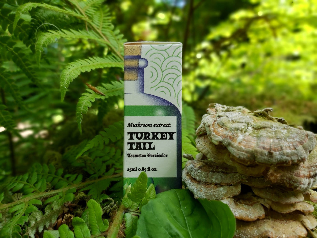 The Wonders of Turkey Tail Mushroom: A Comprehensive Guide