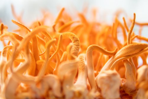 Benefits of Cordyceps Mushrooms