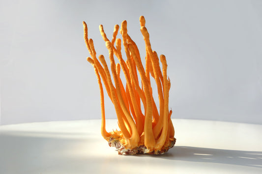 What are Cordyceps?