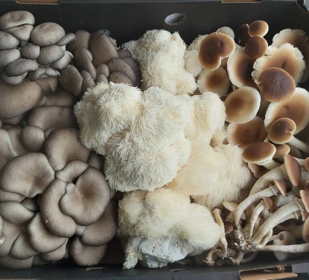 Fresh Mushrooms