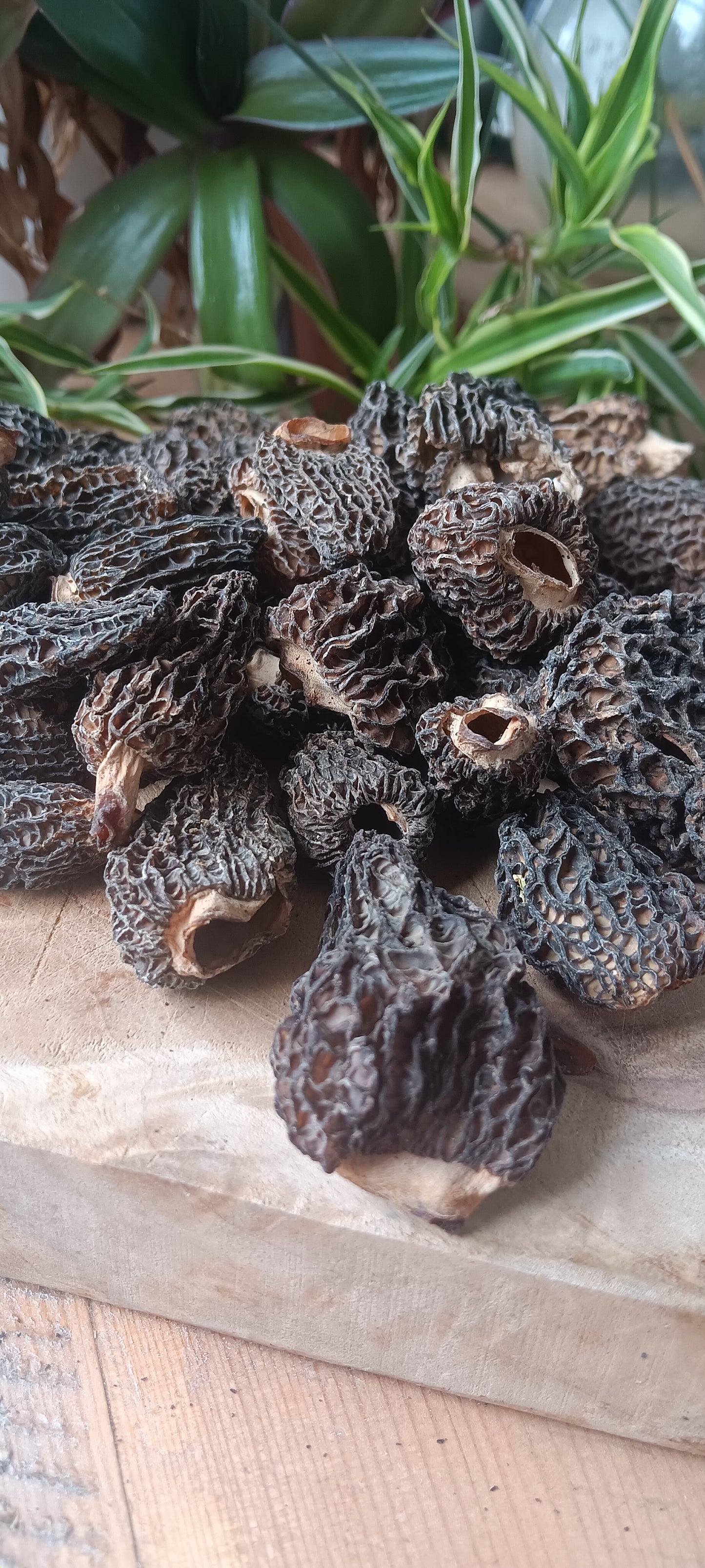 Dried Wild Morels