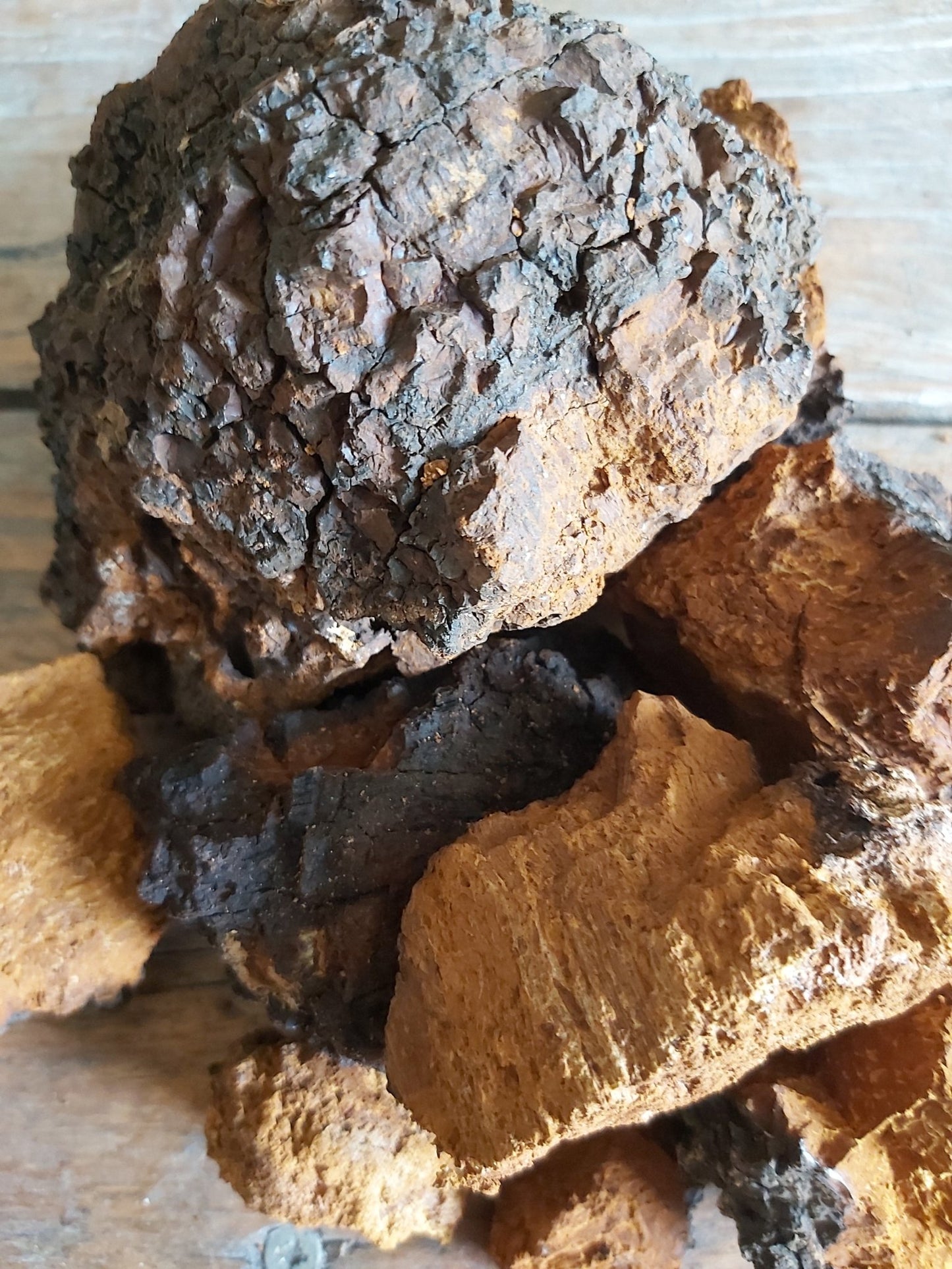 Chaga Mushroom