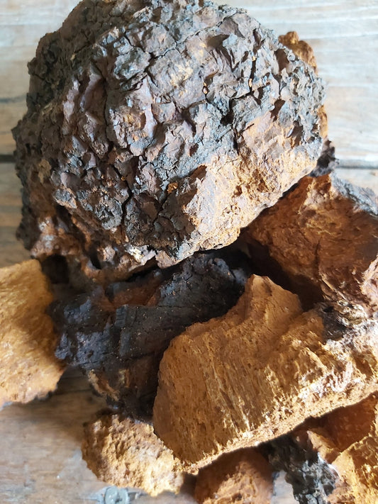 Chaga Mushroom