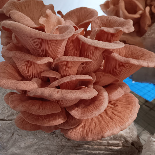 Pink Oyster Mushroom Growkit