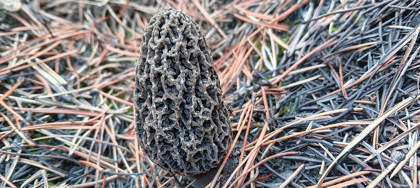 Dried Wild Morels