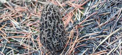 Dried Wild Morels