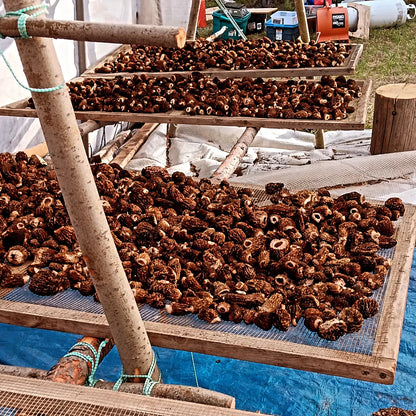 Dried Wild Morels