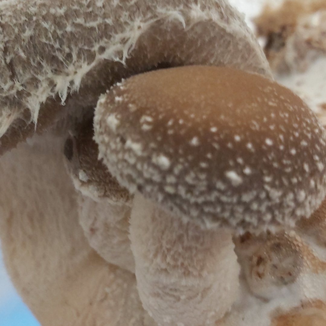 Shiitake Mushroom Tincture (25ml)(Wholesale)