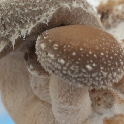 Shiitake Mushroom Tincture (25ml)(Wholesale)