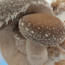 Load image into Gallery viewer, Shiitake Mushroom Tincture (25ml)
