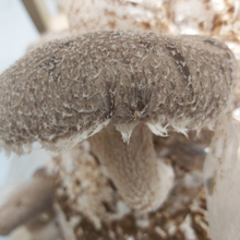 Load image into Gallery viewer, Shiitake Mushroom Tincture (25ml)
