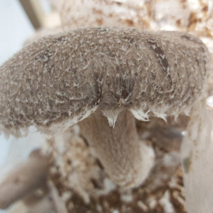 Shiitake Mushroom Tincture (25ml)(Wholesale)