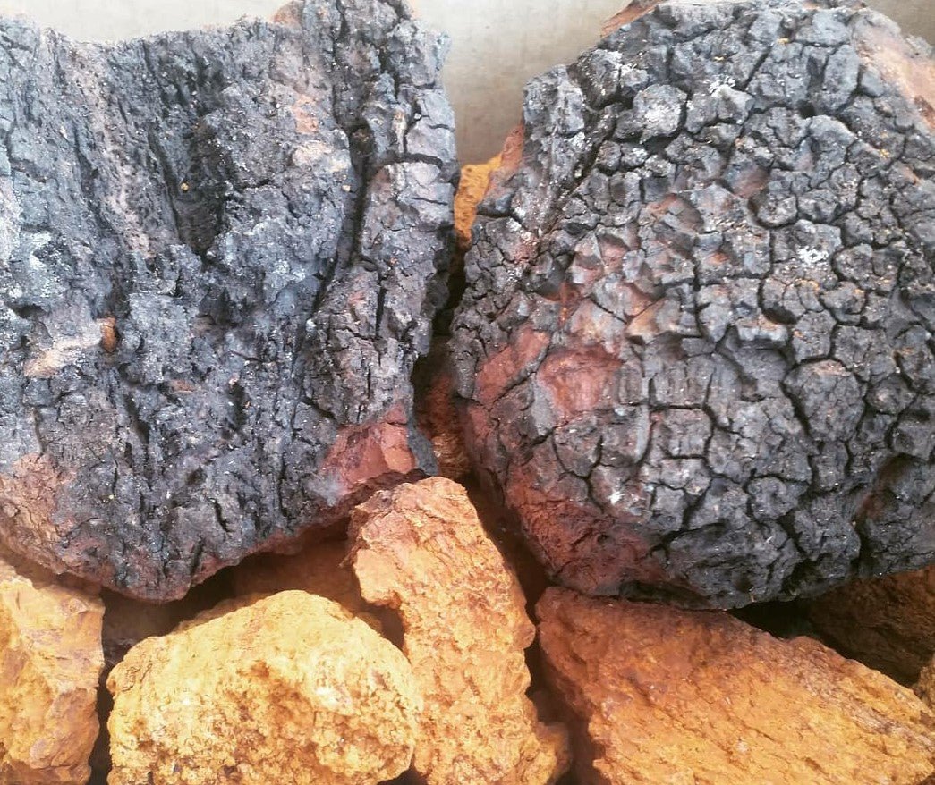 Chaga Mushroom