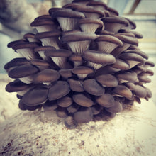 Load image into Gallery viewer, Dried Oyster Mushroom Powder
