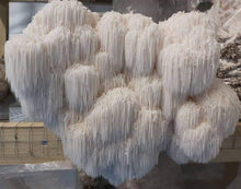 Load image into Gallery viewer, Dried Lions Mane Mushroom
